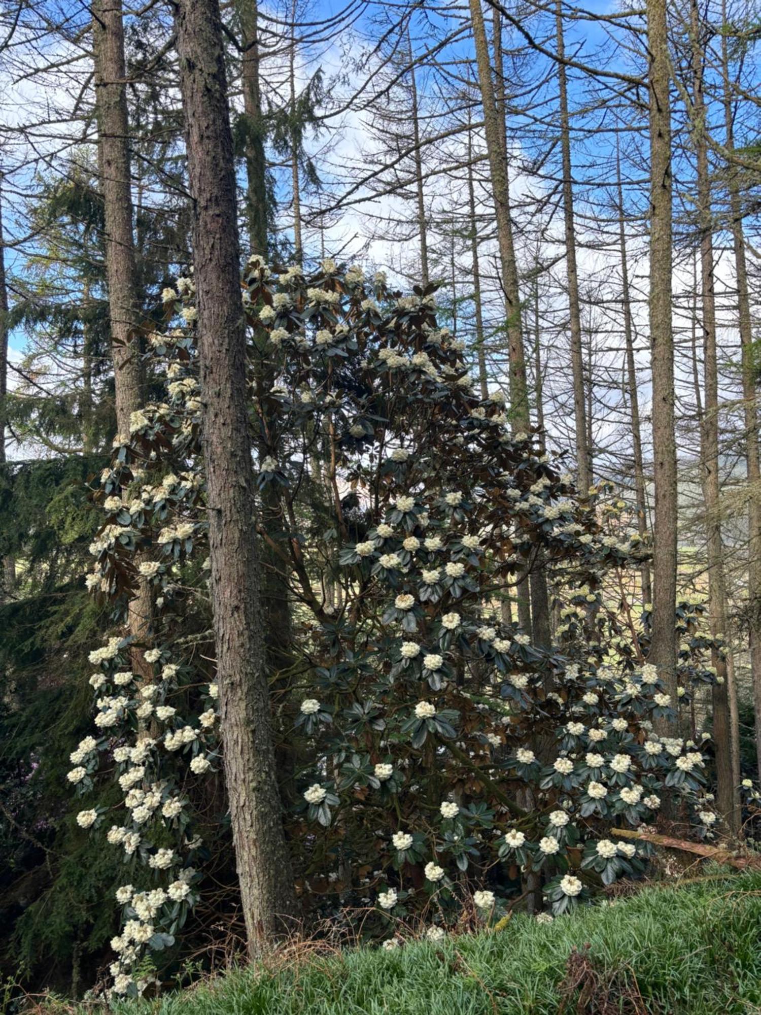 North Lodge Kilmun ภายนอก รูปภาพ
