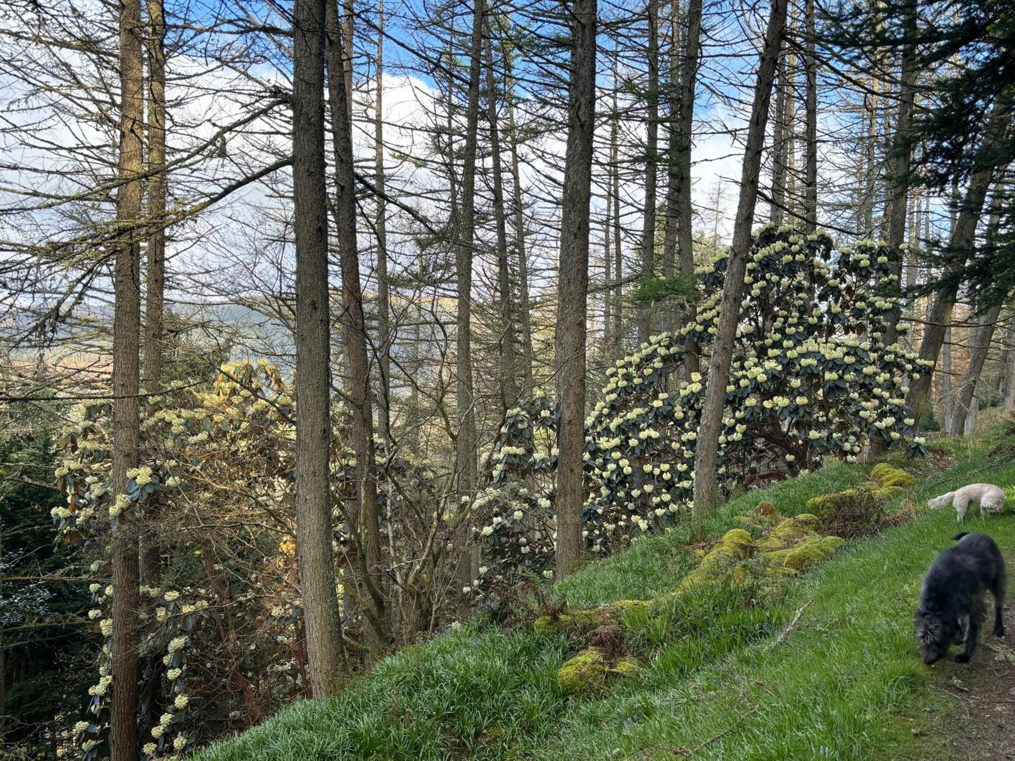 North Lodge Kilmun ภายนอก รูปภาพ