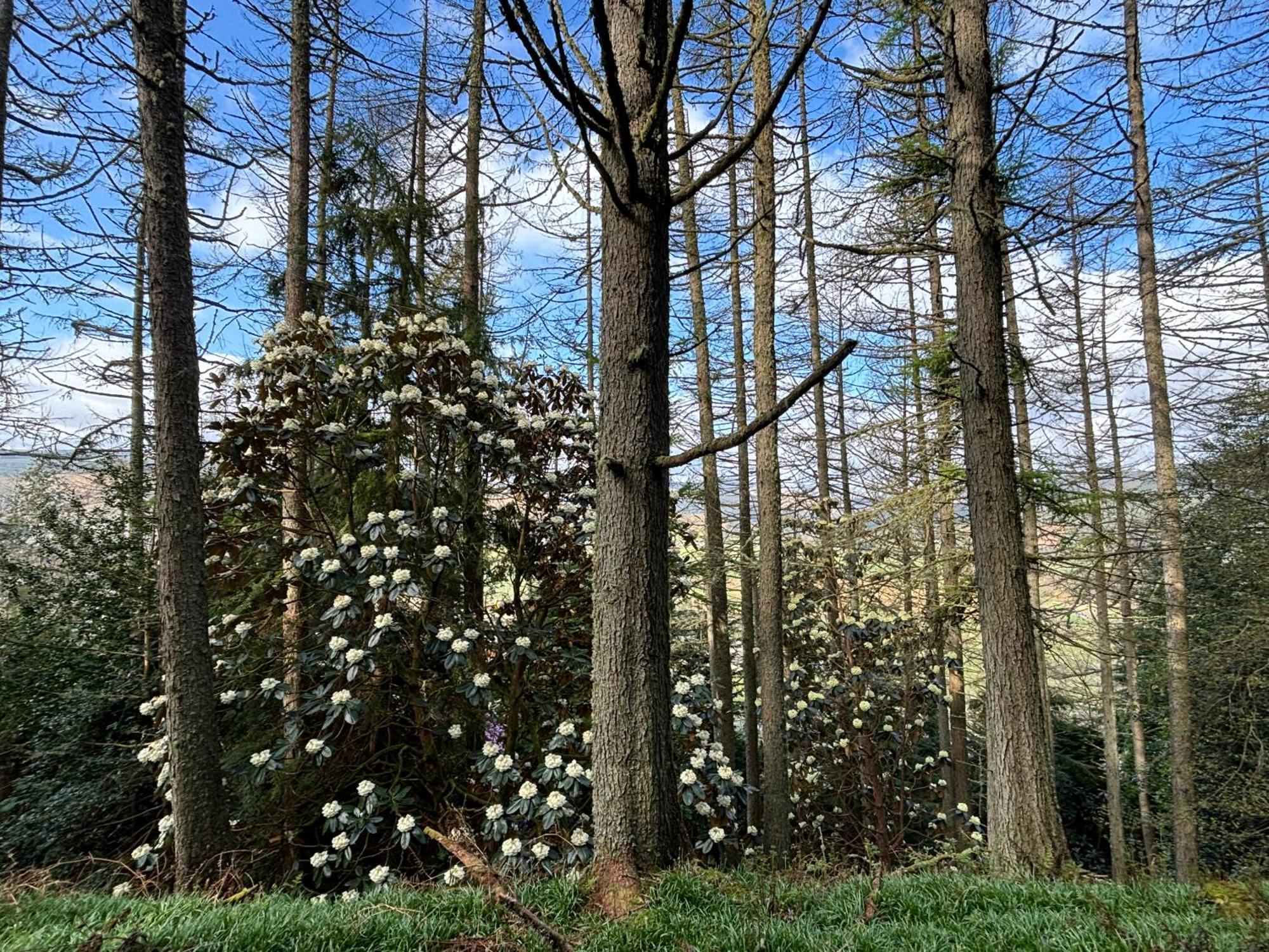 North Lodge Kilmun ภายนอก รูปภาพ